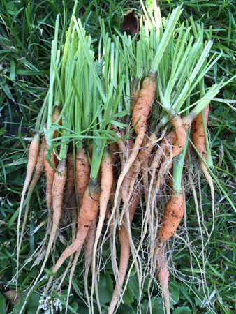 Gallrade småmorötter