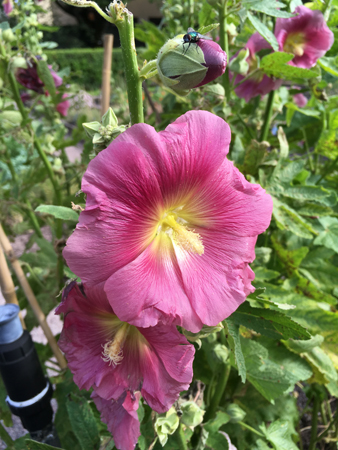 Rosa blomma i Linnéträdgården