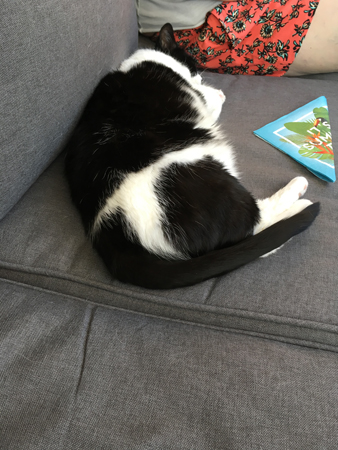 Mini mellan oss i balkongsoffan