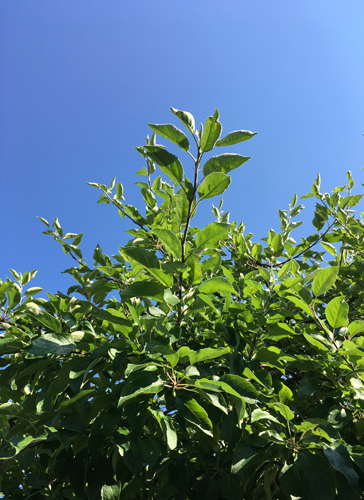 Trädgren mot blå himmel Trädgren mot blå himmel