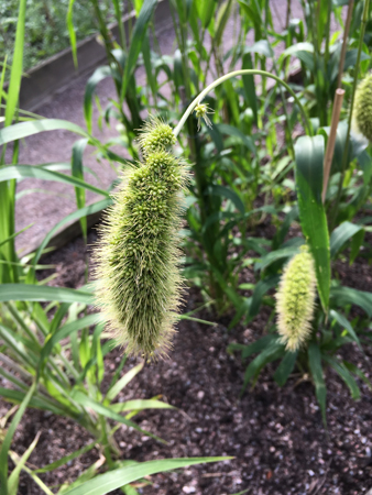 Luden växt i Linnéträdgården