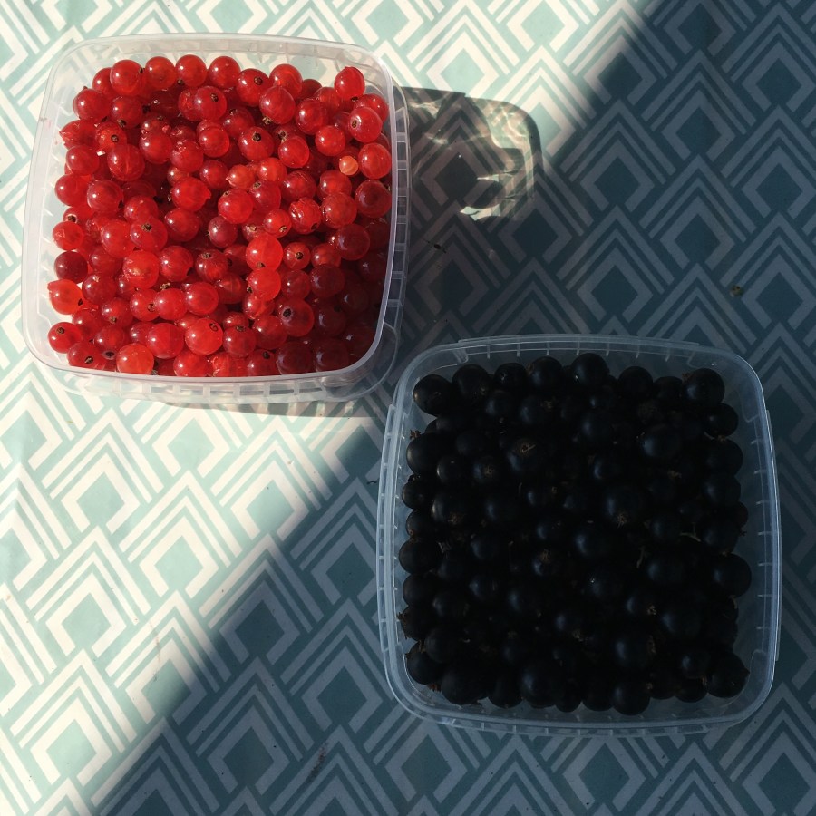 Röda och svarta vinbär