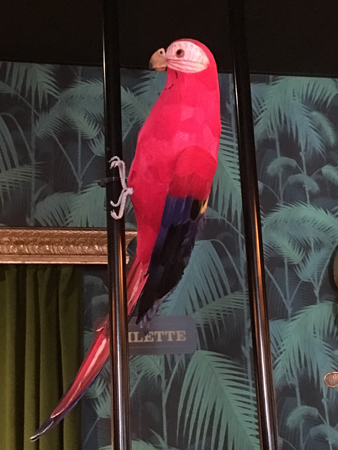 Röd papegoja på Pinchos