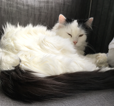 Citrus sover på balkongsoffan