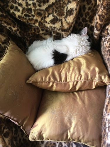 Citrus sover på leopardfilten i farfarsfåtöljen