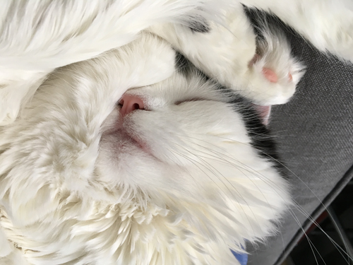 Citrus sover med tassen över huvudet Citrus sover med tassen över huvudet