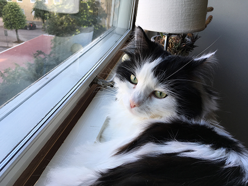 Lucifer i köksfönstret Lucifer i köksfönstret