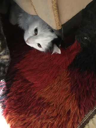 Citrus under farfarsfåtöljen