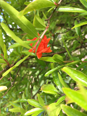 Granatäppelblom i Linnéträdgården