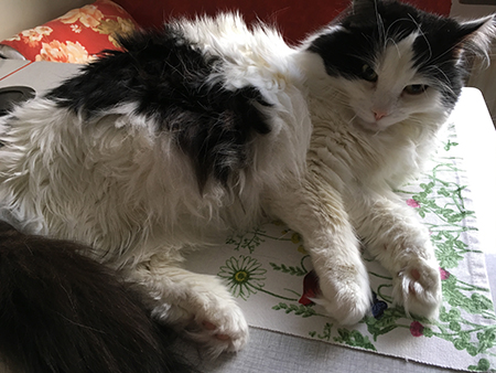 Lucifer fluffig i pälsen