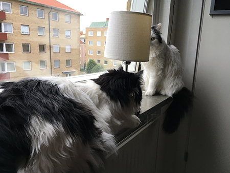 Lucifer och Citrus i köksfönstret Lucifer och Citrus i köksfönstret