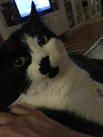 Mini hos mig i bästefåtöljen