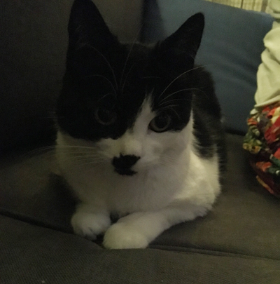 Mini på balkongsoffan