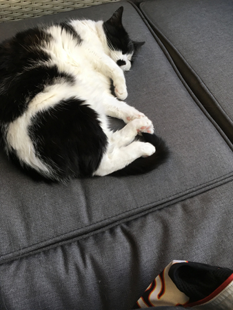 Mini sover på balkongsoffan