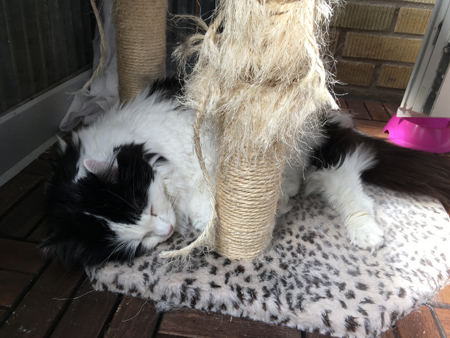 Sovande Lucifer under klätterställningen