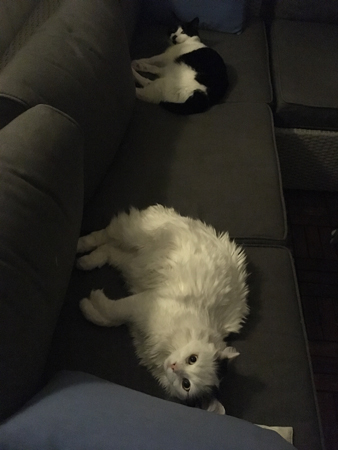 Citrus och Mini i balkongsoffan