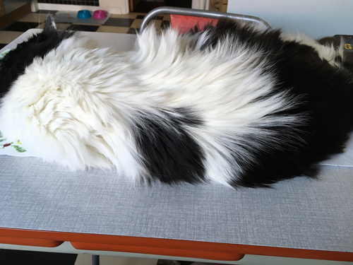 Lucifer på köksbordet