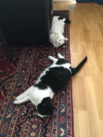 Mini och Citrus ligger på rad