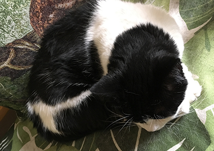 Mini på Annas kökssoffa