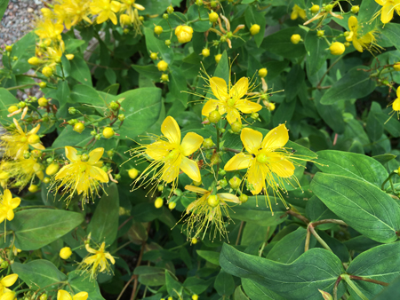 Små gula blommor i Linnéträdgården
