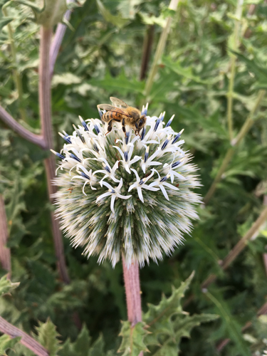 Bi på blomma i Linnéträdgården
