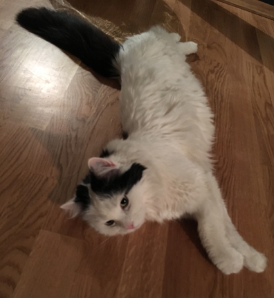 Citrus ligger på vardagsrumsgolvet