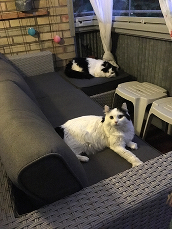 Citrus och Lucifer i balkongsoffan