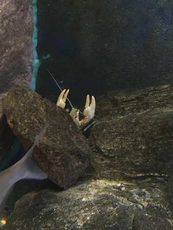 Kräftklor bakom en sten