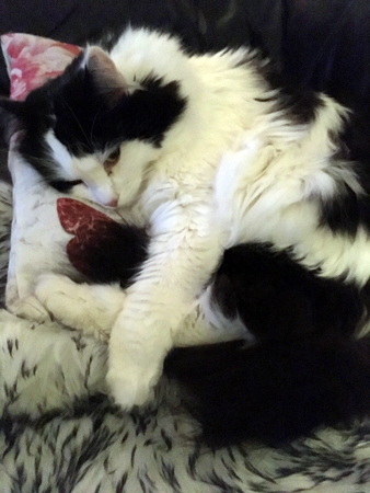 Lucifer på soffkudden i soffan