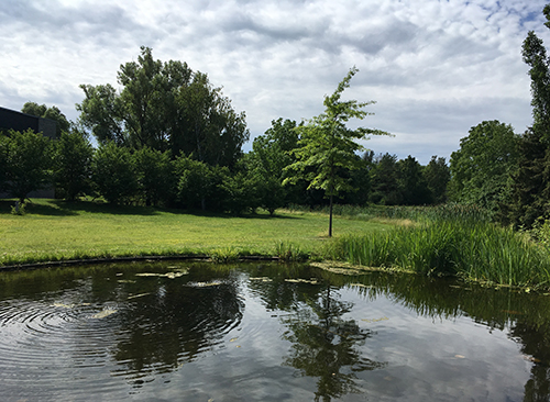 Damm vid Rosengången