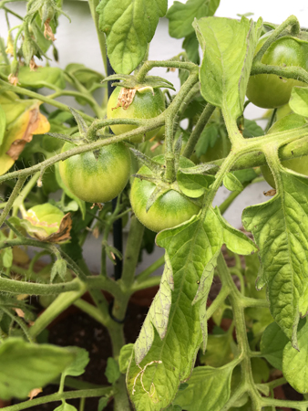 Gröna tomater ska bli busktomater och gula tomater