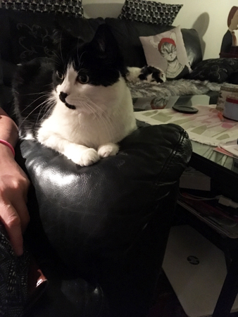 Mini på armstödet till Annas fåtölj