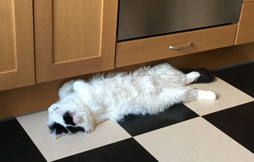 Citrus på köksgolvet