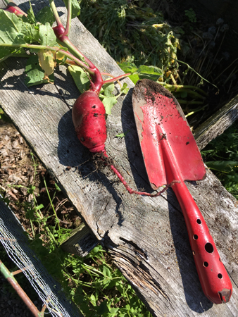 En av mina jätterädisor