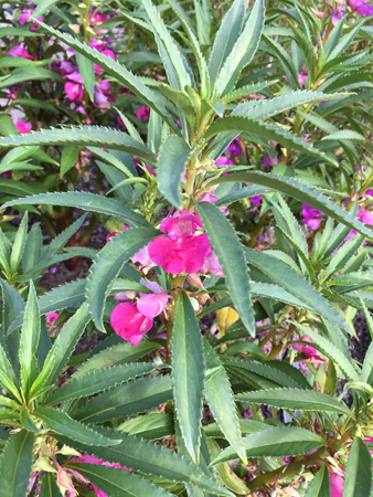 Lila blommor i Linnéträdgården