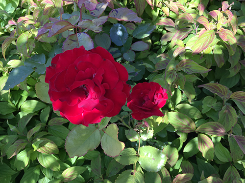 Röd ros i buskarna vid cykelparkeringen