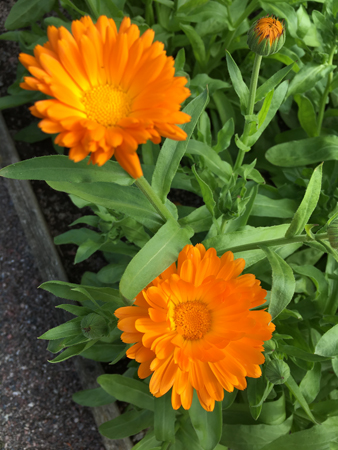 Orange blommor i Linneträdgården