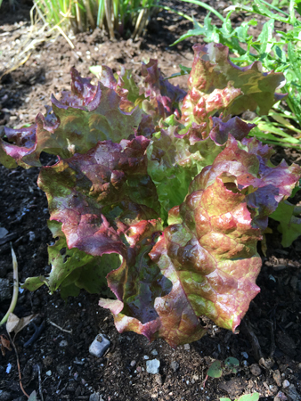 Vår egen plocksallat