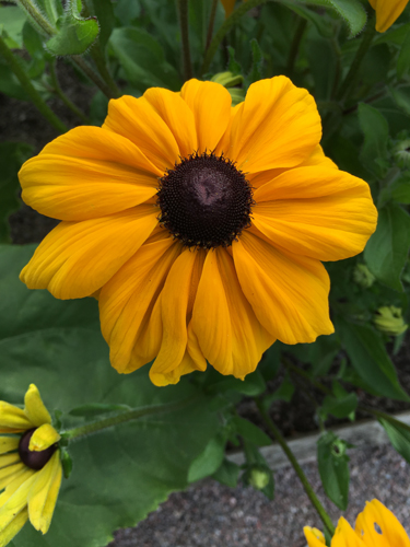 Gul blomma närbild i Linneträdgården