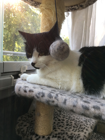 Mini på klätterpelaren