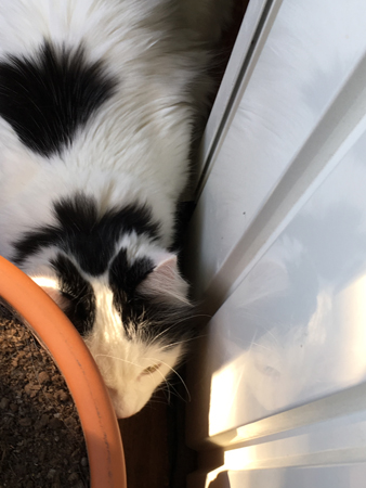 Citrus bakom yuccapalmen Ingrid på balkongen