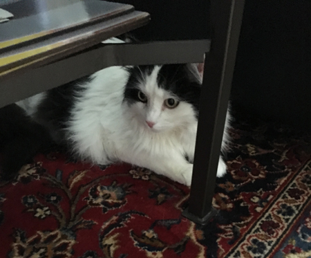 Lucifer under soffbordet