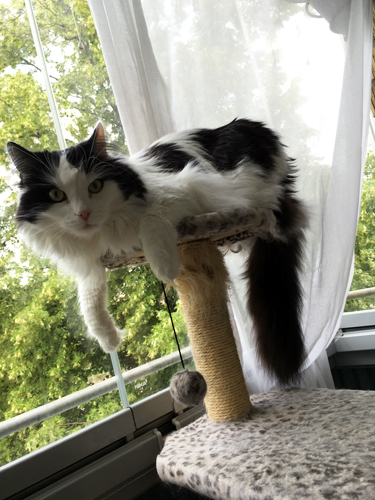 Lucifer på klätterpelaren