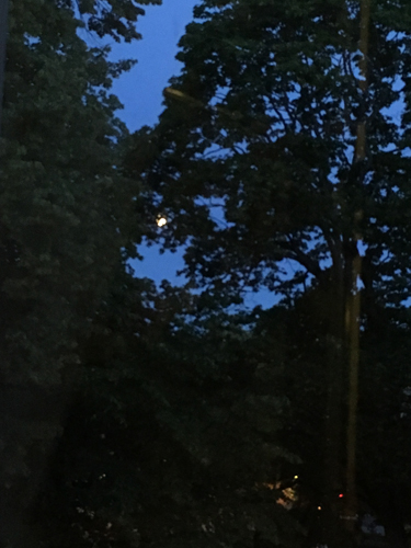 Fullmåne bakom träden