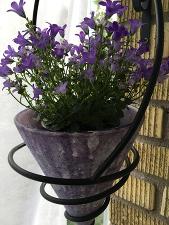 Lila campanula