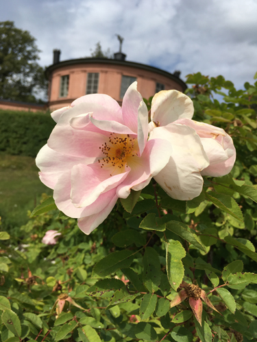 Blomma i Rosendals trädgård