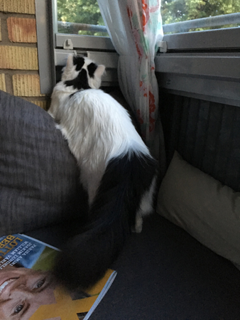 Citrus på balkongen med ryggen mto kameran