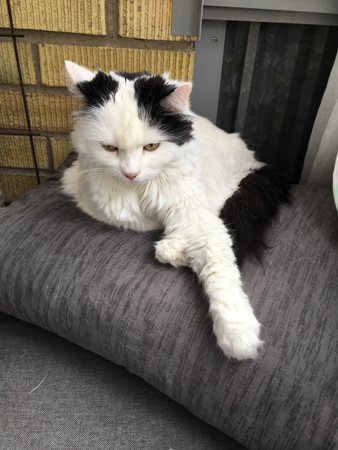 Citrus på balkongkudde