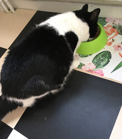 Mini äter ur sin skål