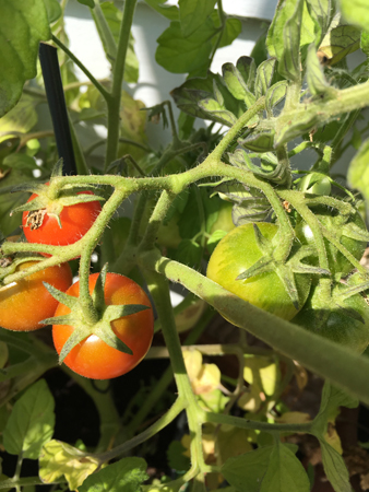 Röda och gula tomater